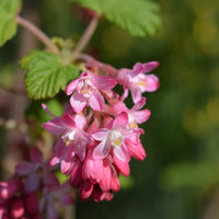 rosenrips 'King Edward VII'