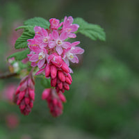rosenrips 'King Edward VII'