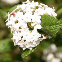 luktolvon 'Aurora'