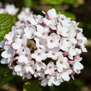 luktolvon 'Aurora'