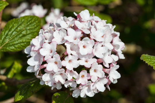 luktolvon 'Aurora'
