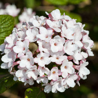 luktolvon 'Aurora'