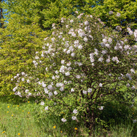 luktolvon 'Aurora'