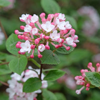 luktolvon 'Aurora'