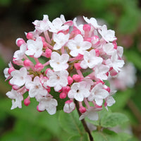 luktolvon 'Aurora'