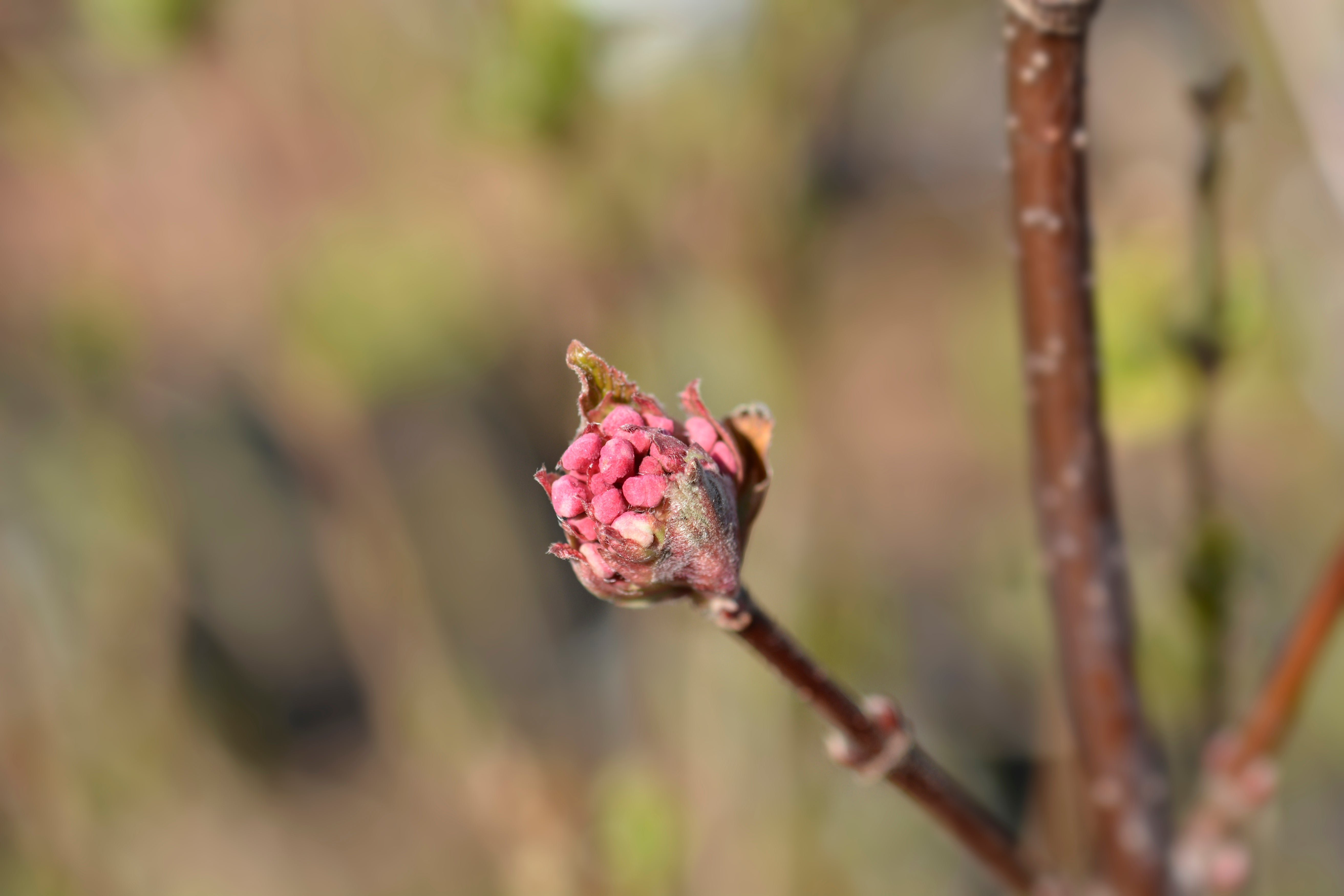 luktolvon 'Aurora'
