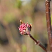 luktolvon 'Aurora'