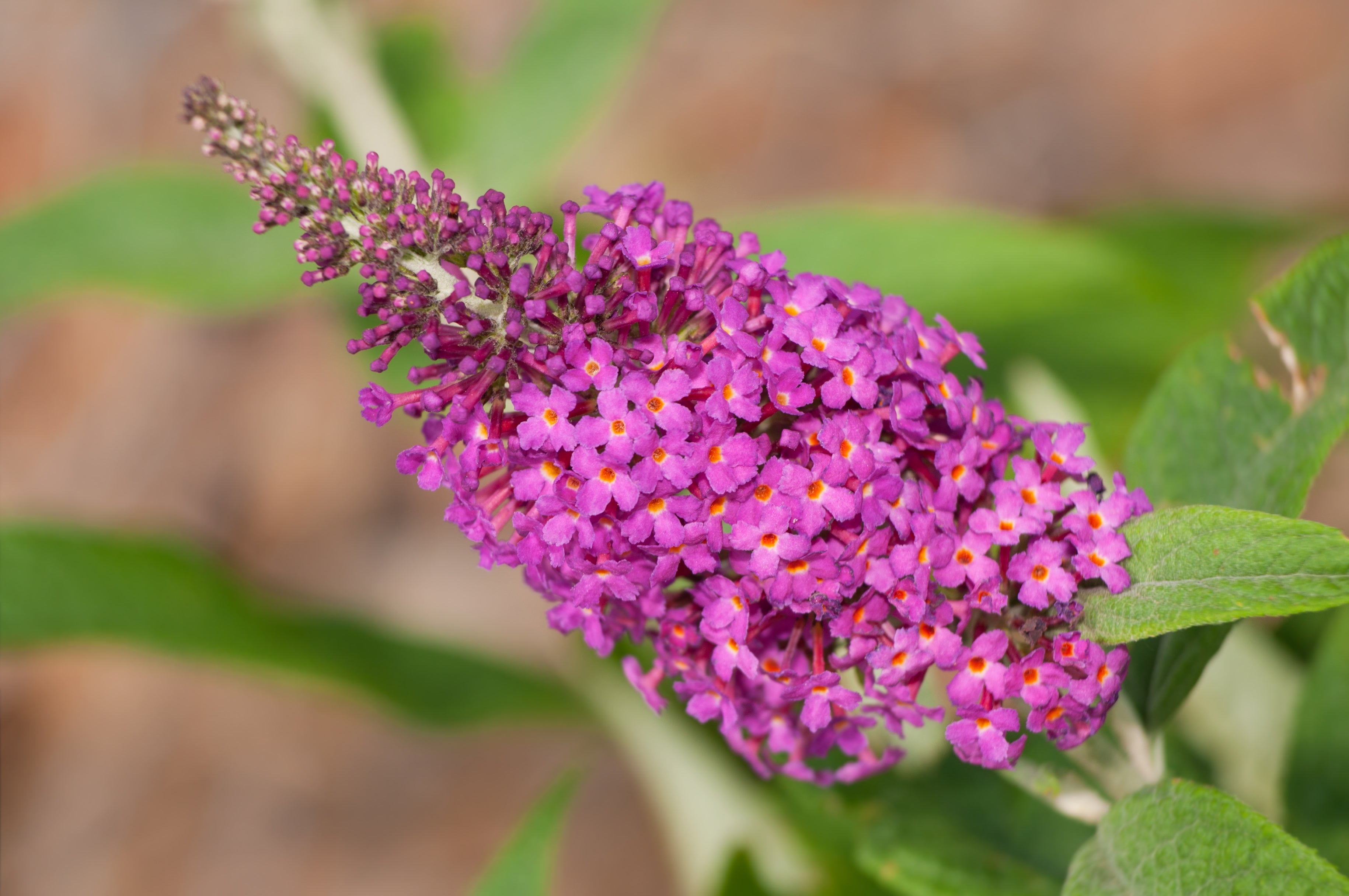 buddleja 'Miss Ruby'PBR