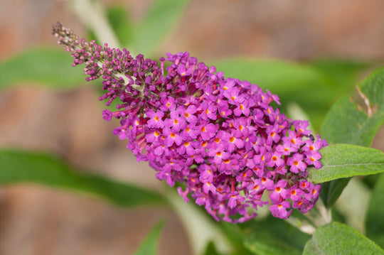 buddleja 'Miss Ruby'PBR