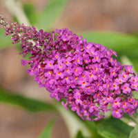 buddleja 'Miss Ruby'PBR