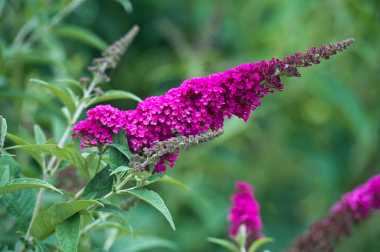 buddleja 'Miss Ruby'PBR