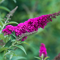 buddleja 'Miss Ruby'PBR