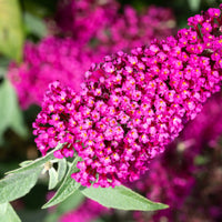 buddleja 'Miss Ruby'PBR