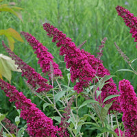 buddleja 'Miss Ruby'PBR
