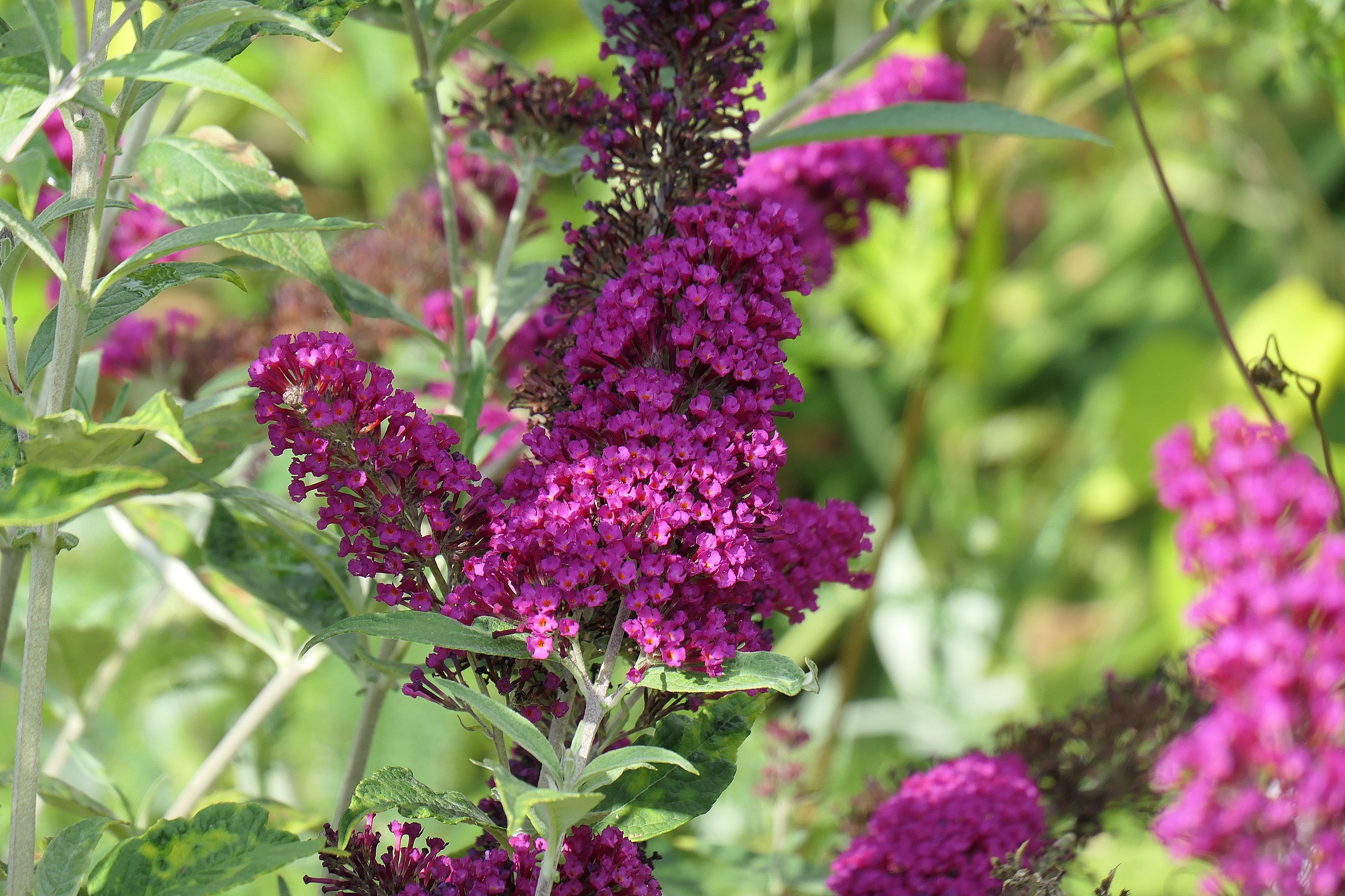 buddleja 'Miss Ruby'PBR