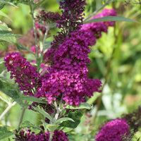 buddleja 'Miss Ruby'PBR