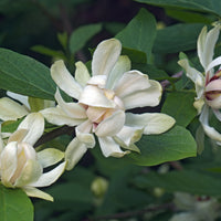 kryddbuske 'Venus'