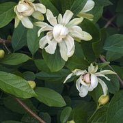 kryddbuske 'Venus'