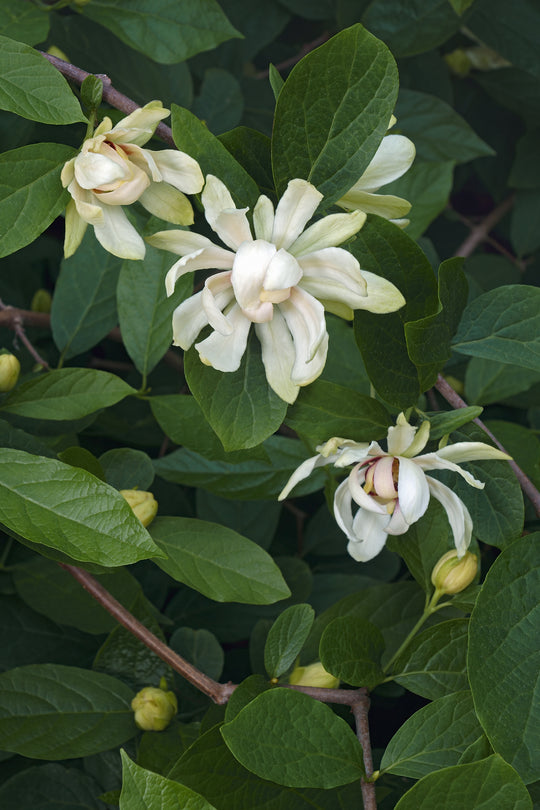 kryddbuske 'Venus'