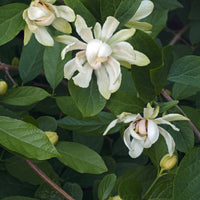 kryddbuske 'Venus'