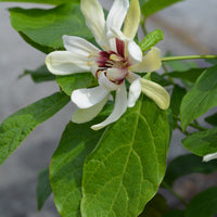 kryddbuske 'Venus'