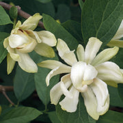 kryddbuske 'Venus'