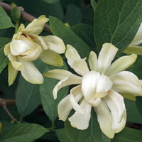 kryddbuske 'Venus'