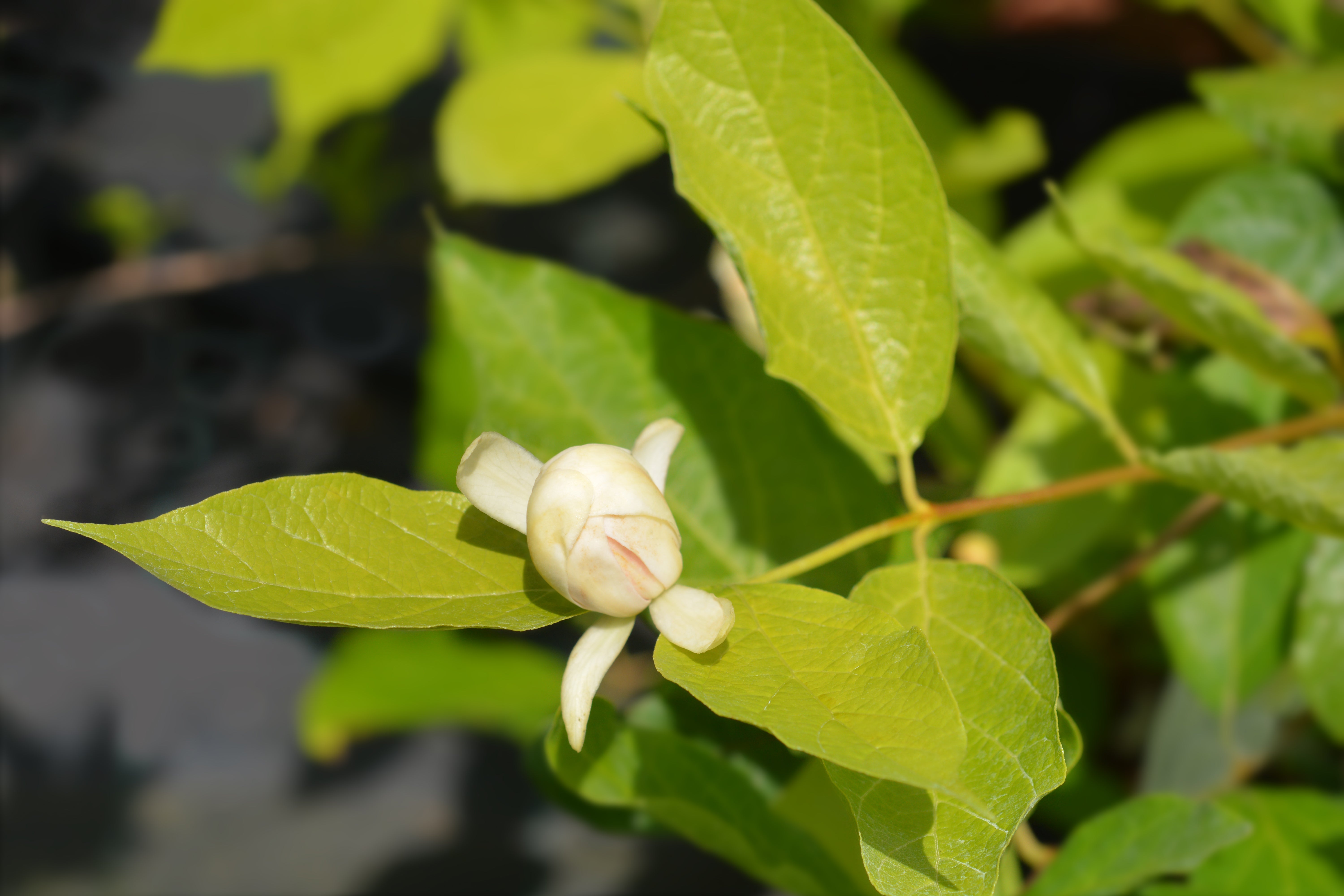 kryddbuske 'Venus'