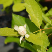kryddbuske 'Venus'
