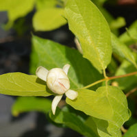 kryddbuske 'Venus'