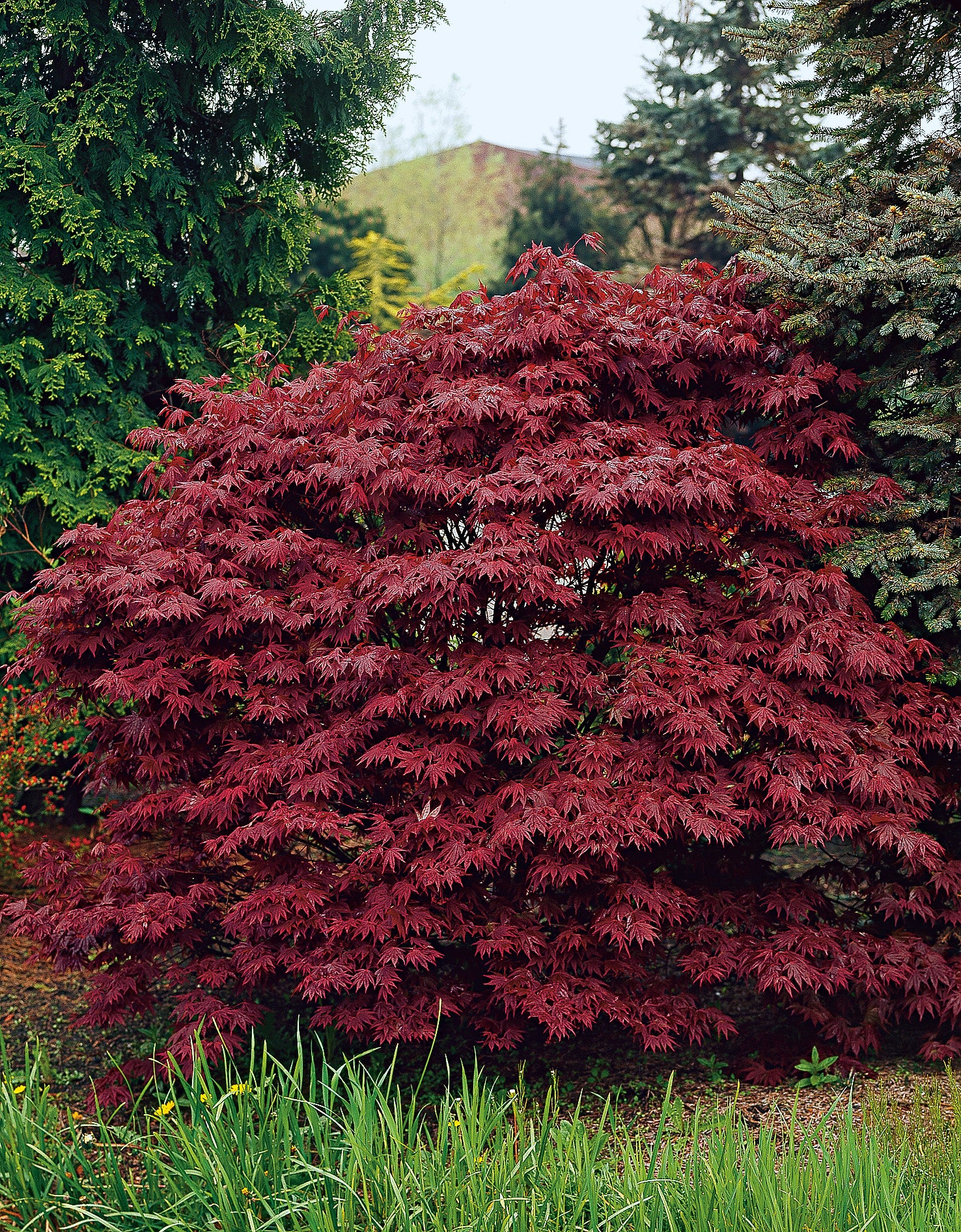 röd japansk lönn 'Atropurpureum'