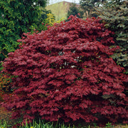 röd japansk lönn 'Atropurpureum'