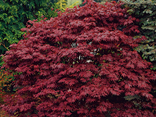 röd japansk lönn 'Atropurpureum'