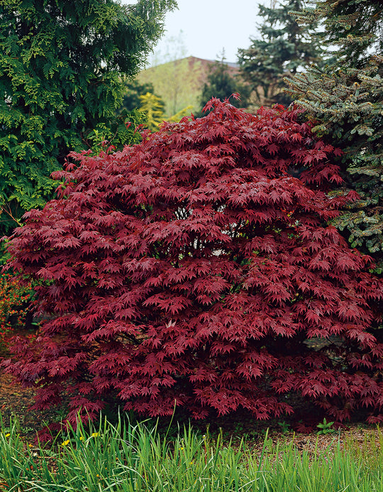 röd japansk lönn 'Atropurpureum'