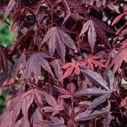röd japansk lönn 'Atropurpureum'
