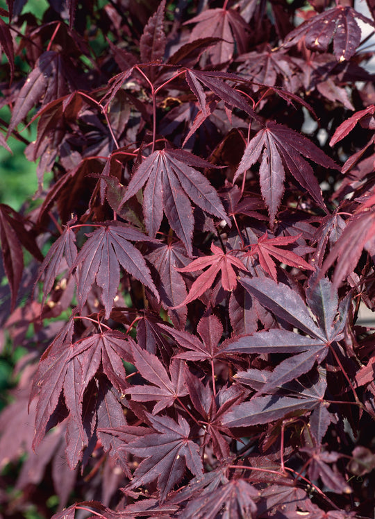 röd japansk lönn 'Atropurpureum'