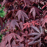 röd japansk lönn 'Atropurpureum'