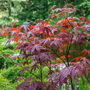 röd japansk lönn 'Atropurpureum'