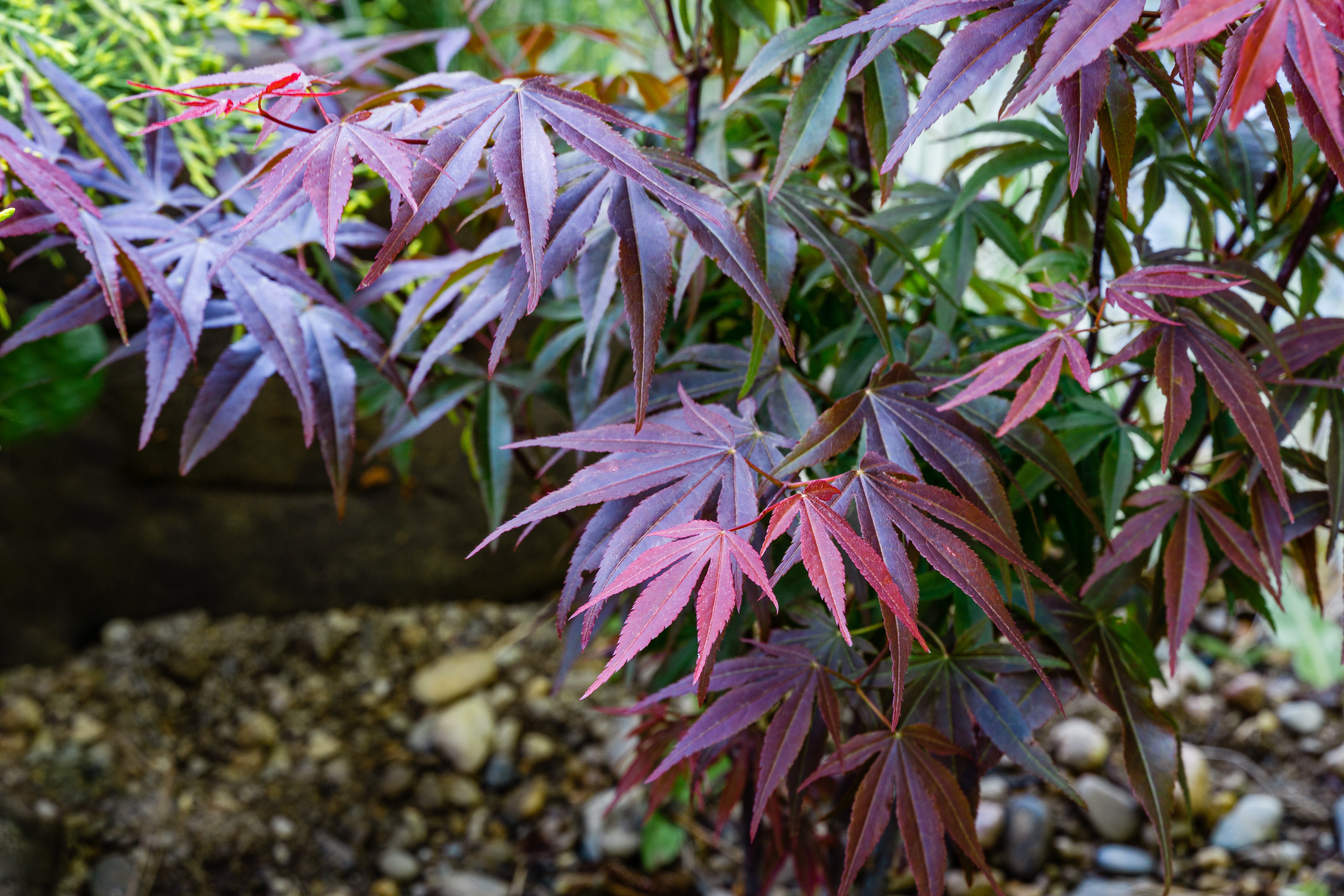 röd japansk lönn 'Atropurpureum'