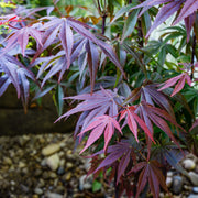 röd japansk lönn 'Atropurpureum'