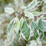 rysk kornell IVORY HALO ('Bailhalo')