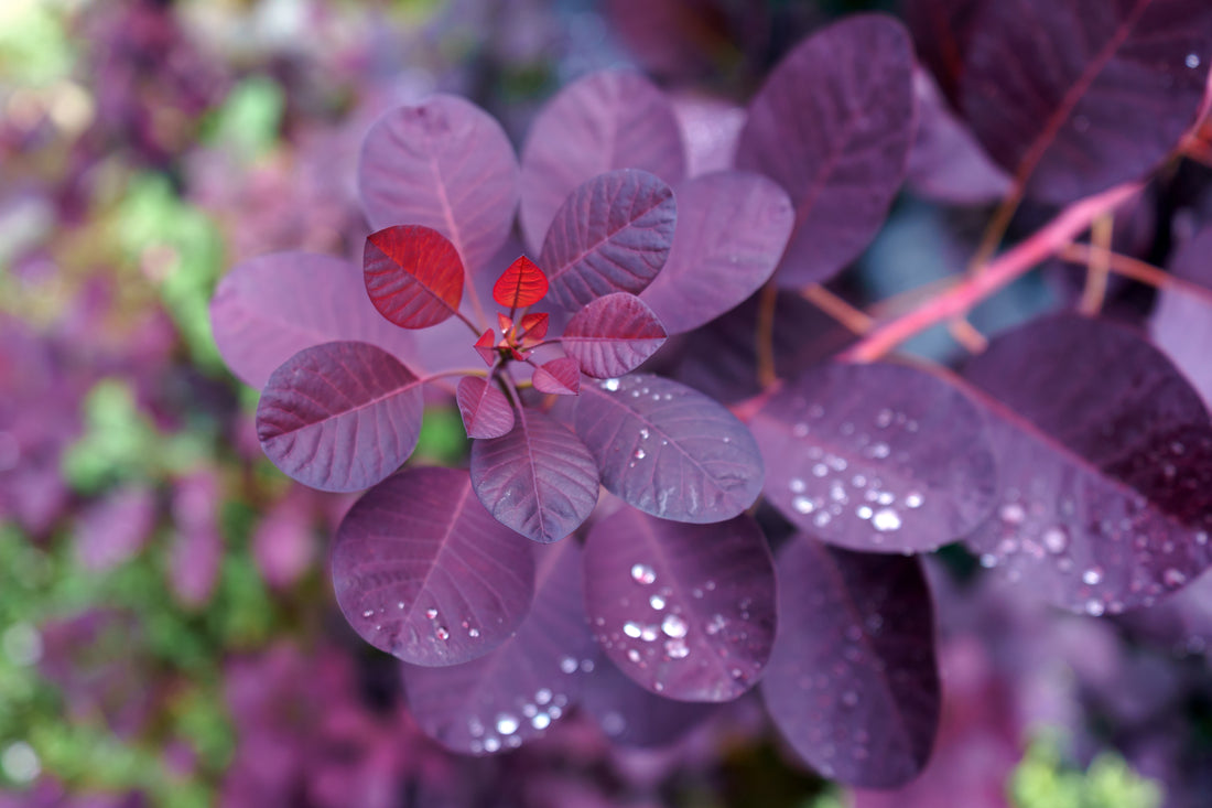 rödbladig perukbuske 'Royal Purple'