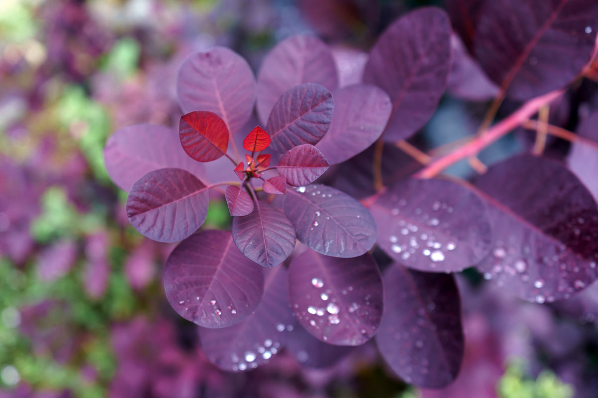 rödbladig perukbuske 'Royal Purple'