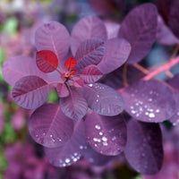 rödbladig perukbuske 'Royal Purple'