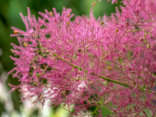 rödbladig perukbuske 'Royal Purple'