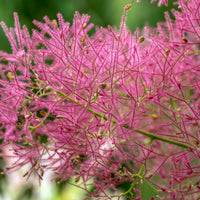 rödbladig perukbuske 'Royal Purple'