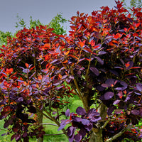 rödbladig perukbuske 'Royal Purple'