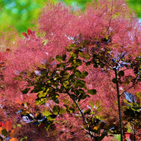 rödbladig perukbuske 'Royal Purple'