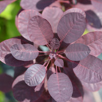 rödbladig perukbuske 'Royal Purple'