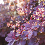 rödbladig perukbuske 'Royal Purple'